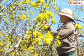 "Thủ phủ" mai rừng Ia Kênh vào Tết