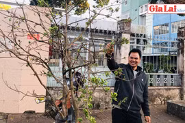 Mai rừng xuống phố đón xuân