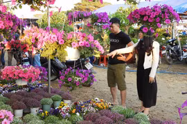 Pleiku: Tăng cường các điểm chợ hoa Tết Canh Tý