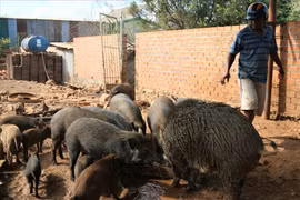 Thịt lợn rừng được giá, nông dân vẫn không dám tăng đàn