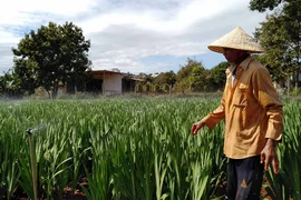 Pleiku: Người trồng hoa "chạy đua" với thời tiết