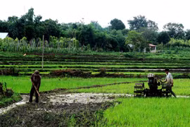 Hơn 600 triệu đồng hỗ trợ người dân xã Ayun sản xuất lúa 2 vụ