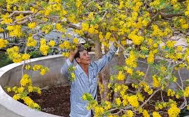 "Cực phẩm" mai tết cao 6m tầng tầng lớp lớp bông vàng