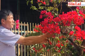 Rực rỡ sắc màu hoa giấy