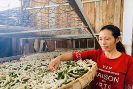 Ia Grai: Mô hình trồng dâu nuôi tằm có nguy cơ phá sản