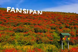 Có một mùa thu gây thương nhớ trên những triền hoa Fansipan