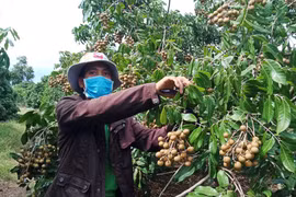 Kông Chro đẩy mạnh tái cơ cấu ngành nông nghiệp