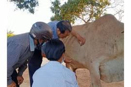 Kbang: Công bố hết dịch bệnh viêm da nổi cục trên trâu, bò tại 2 xã Đak Smar, Đak Rong