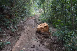 Kbang: 2 nhân viên bảo vệ rừng bị khởi tố vì để mất rừng