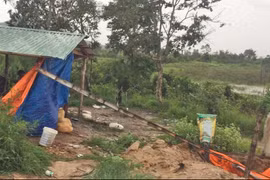 Chư Sê: Điều tra vụ lấn chiếm hơn 34 ha đất rừng để trồng bạch đàn