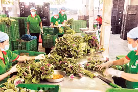 Giải thể dứt điểm các hợp tác xã không còn hoạt động trong giai đoạn 2021-2023