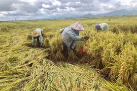 Phú Thiện khẩn trương khắc phục hậu quả mưa bão