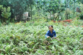 Tản văn: Vị rau của rừng