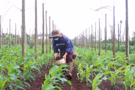 Siết chặt quản lý vật tư nông nghiệp