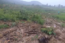 Khởi tố vụ án hủy hoại gần 12 ha rừng tại Chư Sê