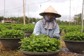 An Khê: Nhà vườn thấp thỏm trước vụ hoa Tết