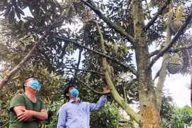 Gia Lai tăng cường kết nối tiêu thụ nông sản