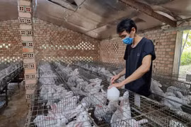 Làm đủ nghề vẫn chật vật, "bén duyên" nuôi thỏ 3 năm anh nông dân bất ngờ đổi đời