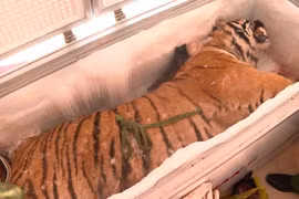 Hà Tĩnh: Phát hiện xác hổ đông lạnh nặng 160kg trong nhà dân