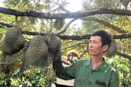 Sức sống mới ở O Pếch