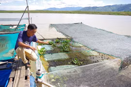 Hiệu quả từ mô hình nuôi ếch ở xã Ya Ly