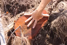 Bất thường trong báo cáo vụ phá 5,26 ha rừng phòng hộ ven biển Bình Định