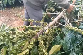 Clip: Côn đồ liên tục chặt phá cây trồng, đập phá tài sản người dân