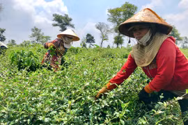 Cây dược liệu khó tìm đầu ra