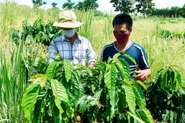 Đê Ar tích cực chuyển đổi cây trồng, vật nuôi