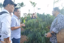 Đắk Nông: Công nhận vùng sản xuất cà phê ứng dụng công nghệ cao đầu tiên