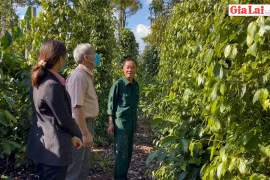 Cựu chiến binh thị trấn Đak Đoa thi đua sản xuất giỏi