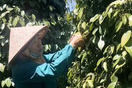 Giá tiêu tăng cao nhưng tại sao nông dân, doanh nghiệp không được hưởng lợi nhiều?