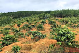 Để mất gần 200ha rừng phòng hộ đầu nguồn Krông Năng, trách nhiệm thuộc về ai?