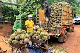 Kết nối thị trường để tiêu thụ nông sản