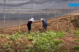 Xót xa nông dân Đà Lạt không bán được rau, phải nhổ bỏ, để đất trống