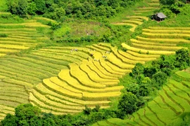 Mùa vàng trên rẻo cao