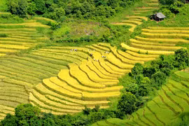 Mùa vàng trên rẻo cao