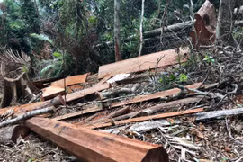 Đắk Lắk: Phát hiện vụ phá rừng lớn, có dấu hiệu tội phạm hình sự