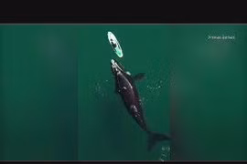 Cá voi khổng lồ chơi đùa với thuyền du khách