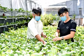 Ứng dụng khoa học công nghệ nâng cao hiệu quả sản xuất nông nghiệp