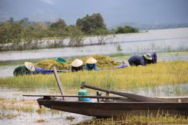 Mưa lũ lớn gây ngập hàng trăm ha lúa đang vào vụ thu hoạch ở Đắk Lắk