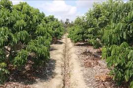 4 điều cần biết khi chuyển quyền sử dụng đất năm 2021