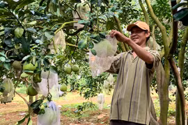 Đức Cơ đẩy mạnh liên kết doanh nghiệp với nông dân