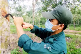 Doanh nghiệp chế biến gỗ, cao su gặp khó với "3 tại chỗ", lo hụt chỉ tiêu kinh doanh