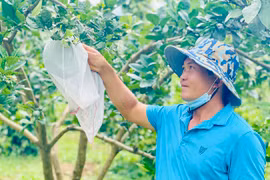 Làm giàu từ trang trại tổng hợp