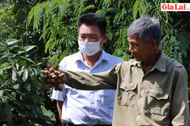 Triển vọng cây nhãn trên đất An Thành