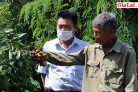 Triển vọng cây nhãn trên đất An Thành