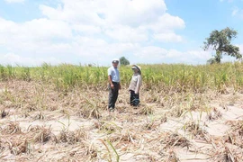 Kbang: Hạn hán gây thiệt hại hơn 19,4 tỷ đồng