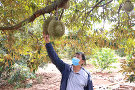 Chư Sê: Hơn 2,1 tỷ đồng xây dựng vùng liên kết trồng cây ăn quả có múi