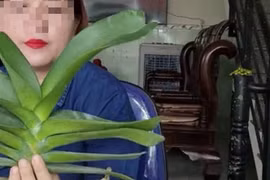 Bình Định: Một giáo viên livestream mua bán lan 26,5 tỉ đồng chưa đăng ký thuế